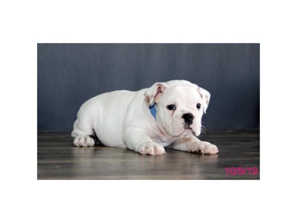 Bulldog-DOG-Female-White / Brown-34-Petland Carmel, IN
