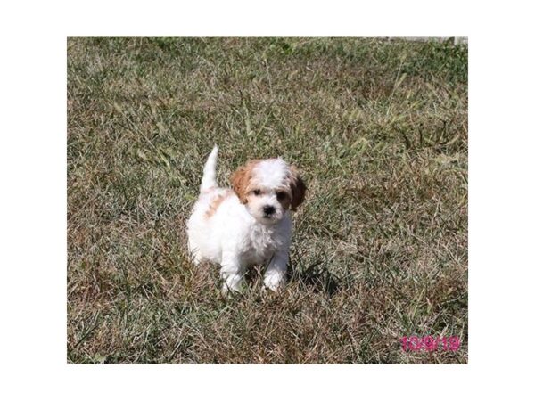 Cava-Poo-DOG-Female-Blenheim-46-Petland Carmel, IN