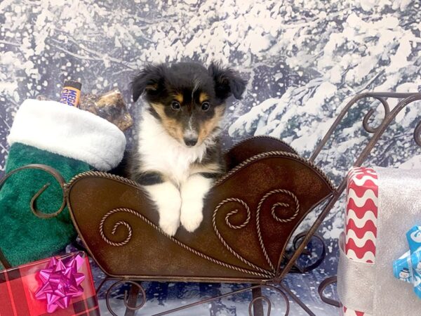 Pembroke Sheltie-DOG-Male-Tri-106-Petland Carmel, IN