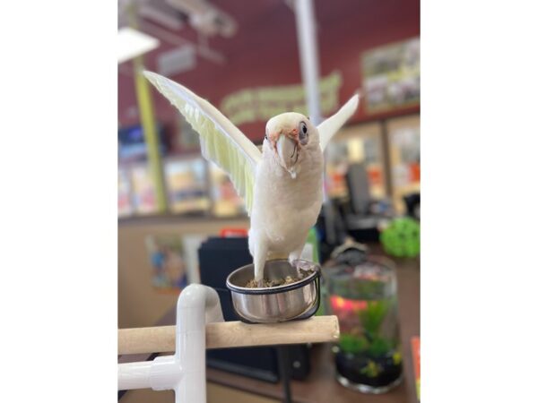 Bare-eyed Cockatoo-BIRD-Female-White-372-Petland Carmel, IN