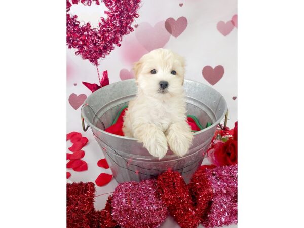 Maltese/Poodle-DOG-Male-Cream / White-801-Petland Carmel, IN