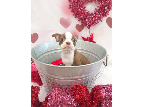Boston Terrier-DOG-Female-Seal / White-828-Petland Carmel, IN