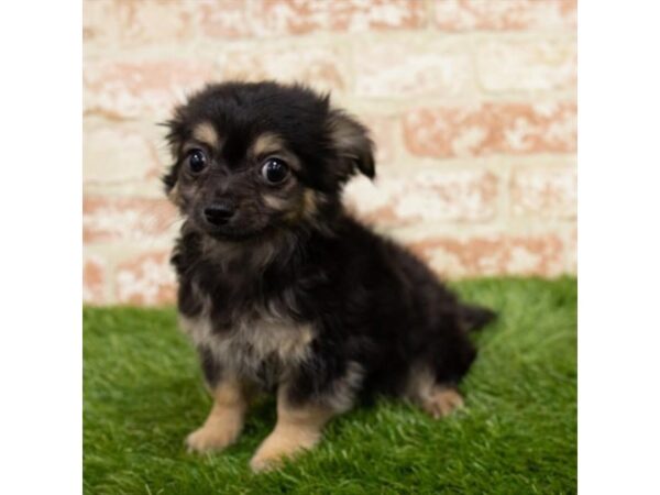 Chihuahua DOG Male Black / Tan 832 Petland Carmel, IN