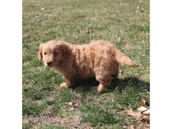 Poodle Mini/Golden Retriever-DOG-Male-Red-890-Petland Carmel, IN