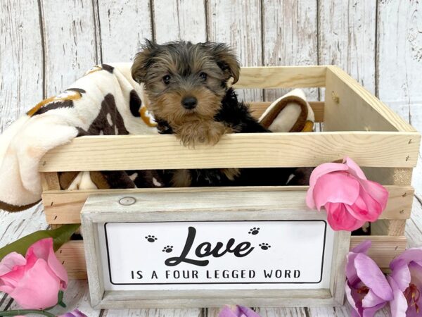 Yorkshire Terrier DOG Male Black / Tan 934 Petland Carmel, IN