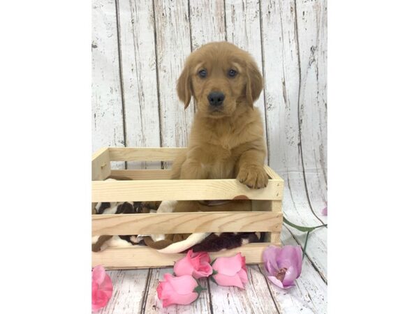 Golden Retriever-DOG-Male--933-Petland Carmel, IN