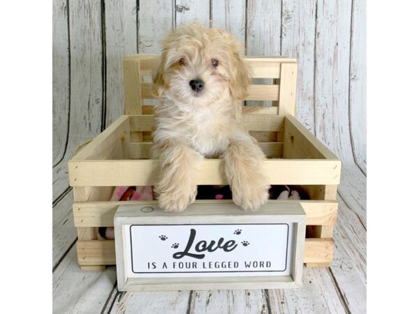 Poodle/Yorkie-DOG-Male-Chocolate-910-Petland Carmel, IN