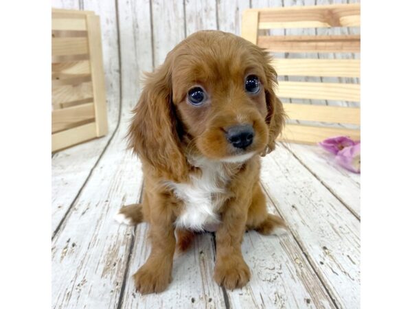 Cavapoo DOG Female Red 975 Petland Carmel, IN