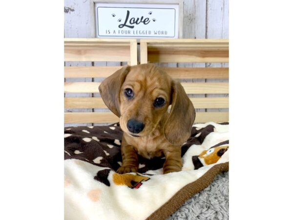 Dachshund DOG Female Red 1018 Petland Carmel, IN