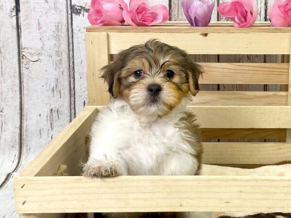 Teddy Bear DOG Male BROWN WH 1062 Petland Carmel, IN