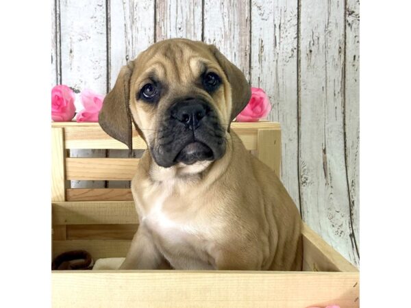 Bulldog/English Mastiff-DOG-Female-Fawn-1082-Petland Carmel, IN