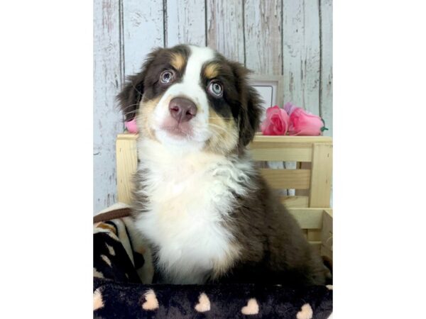 Australian Shepherd DOG Male Red 1102 Petland Carmel, IN