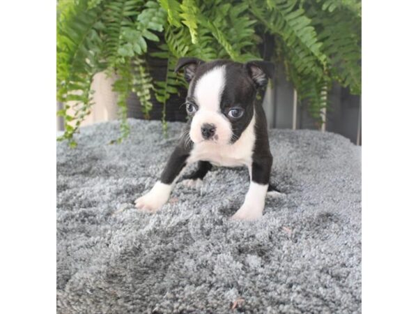 Boston Terrier-DOG-Female-Black / White-1141-Petland Carmel, IN