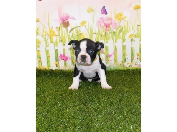 Boston Terrier DOG Male Black / White 1189 Petland Carmel, IN