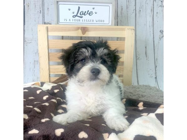 Hava Chon-DOG-Male-blk wh-1228-Petland Carmel, IN