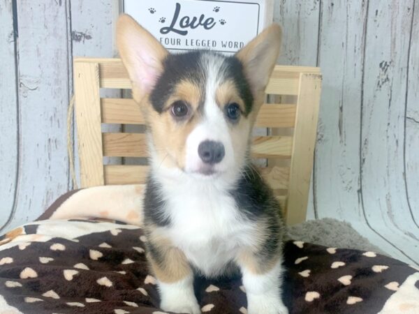 Pembroke Welsh Corgi DOG Male Black 1224 Petland Carmel, IN