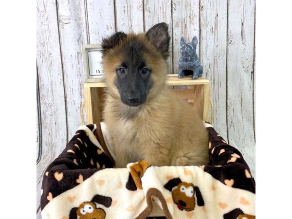 Belgian Tervuren-DOG-Male--1302-Petland Carmel, IN