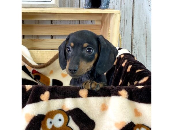 Dachshund DOG Male Black / Tan 1281 Petland Carmel, IN