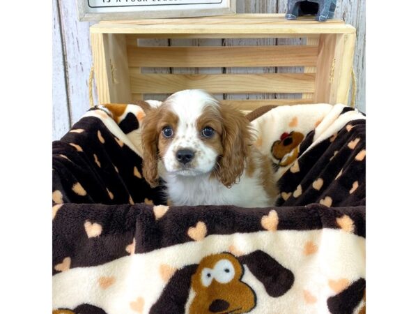 Cavalier King Charles Spaniel DOG Male Blenheim 1280 Petland Carmel, IN