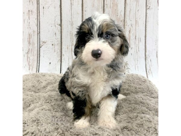 Mini Aussie Doodle-DOG-Female-BLUE MERLE-1337-Petland Carmel, IN