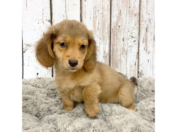 Dachshund DOG Male Red 1343 Petland Carmel, IN