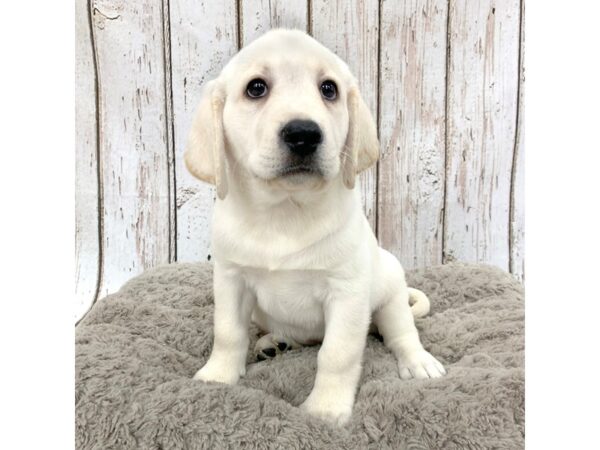 Labrador Retriever DOG Female Yellow 1340 Petland Carmel, IN