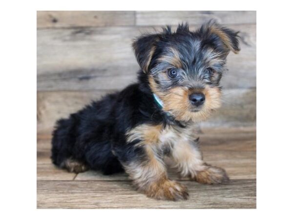 Yorkshire Terrier DOG Female Black / Tan 1351 Petland Carmel, IN