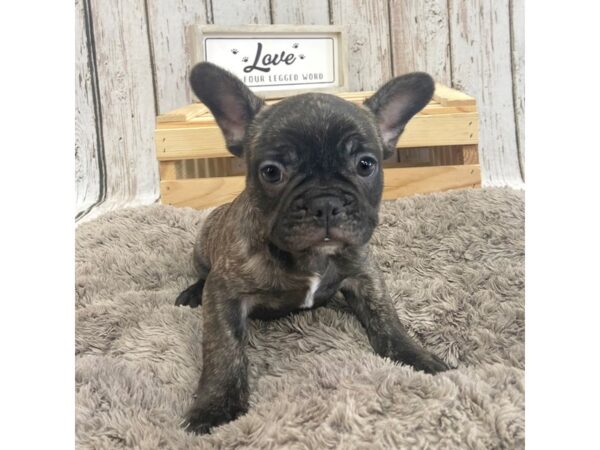 French Bulldog DOG Male Brindle 1387 Petland Carmel, IN