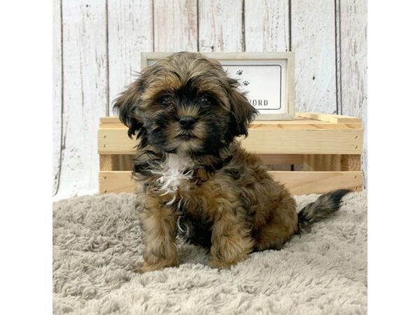 Lhasapoo DOG Male Red Sable 1400 Petland Carmel, IN