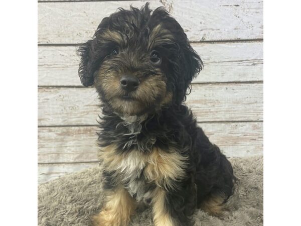 Aussidoodle-DOG-Female-BLK TRI-1369-Petland Carmel, IN