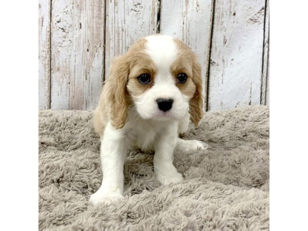 Cavalier King Charles Spaniel-DOG-Female-BLENHIEM-1442-Petland Carmel, IN