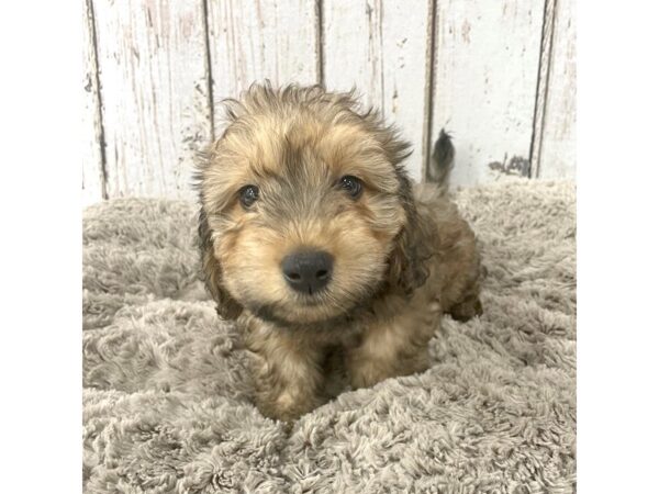 Dachshund/Poodle-DOG-Male-Red Sable-1466-Petland Carmel, IN