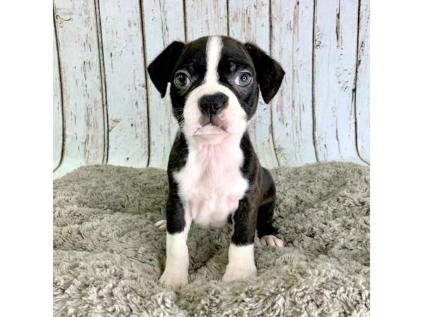 Boston Terrier DOG Male brindle wh 1493 Petland Carmel, IN