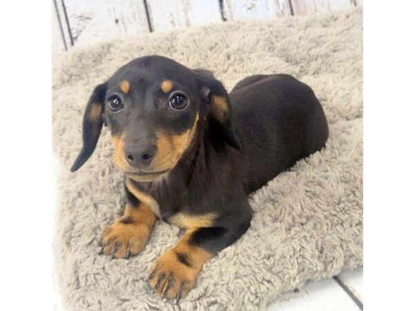 Dachshund DOG Male Black / Tan 1483 Petland Carmel, IN