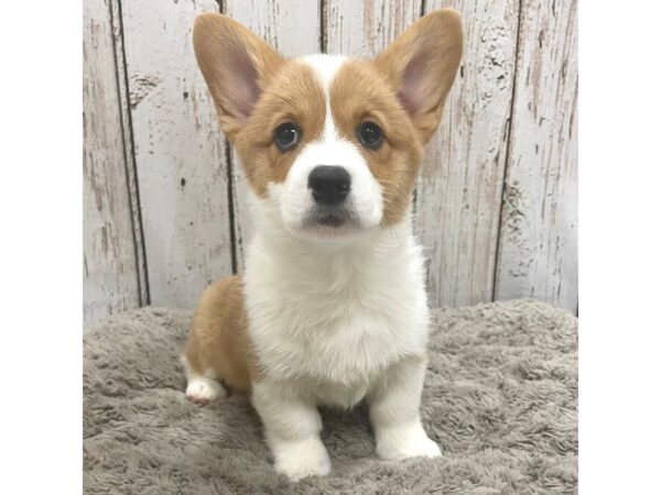 Pembroke Welsh Corgi DOG Female Sable / White 1551 Petland Carmel, IN