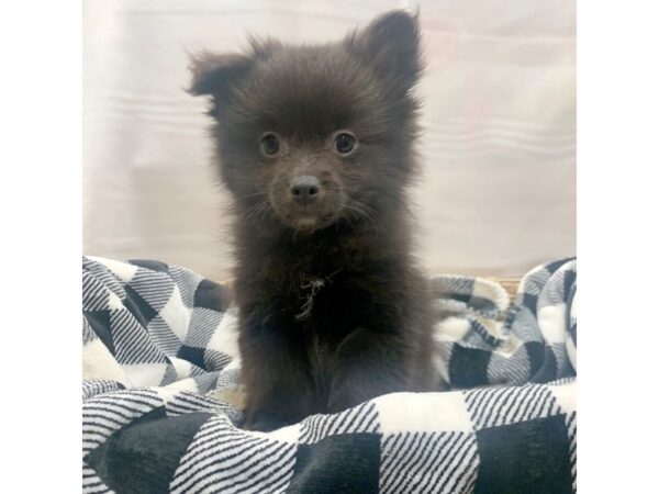 Pomeranian DOG Male BLK 1539 Petland Carmel, IN