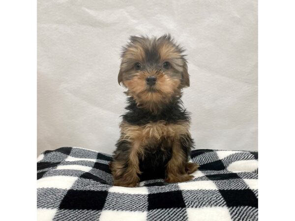 Yorkshire Terrier DOG Male Black / Tan 1557 Petland Carmel, IN