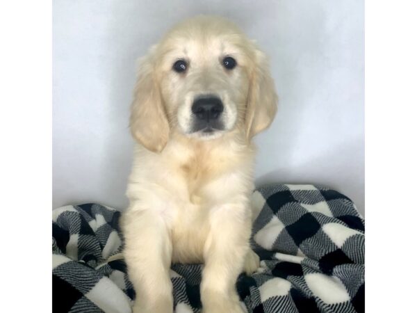 Golden Retriever-DOG-Male-LIGHT GOLDEN-1586-Petland Carmel, IN