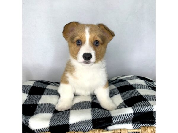 Pembroke Welsh Corgi DOG Female Red 1584 Petland Carmel, IN