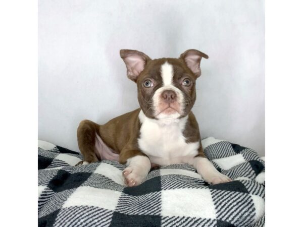 Boston Terrier DOG Male Seal / White 1592 Petland Carmel, IN