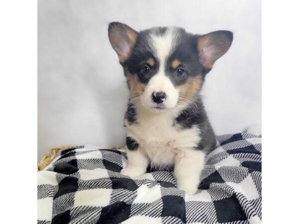 Pembroke Welsh Corgi-DOG-Female-Blk tri-1623-Petland Carmel, IN