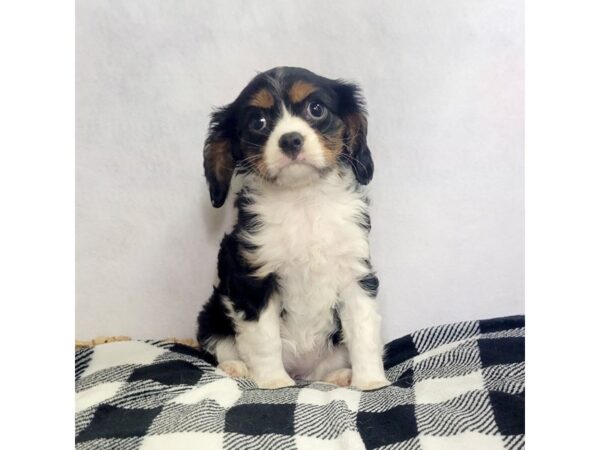 Cavalier King Charles Spaniel DOG Female TRI 1621 Petland Carmel, IN