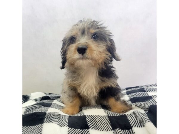 Corgi Poo DOG Male Blue Merle 1609 Petland Carmel, IN