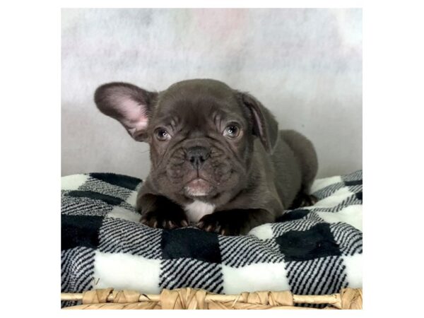 French Bulldog DOG Female Black 1642 Petland Carmel, IN