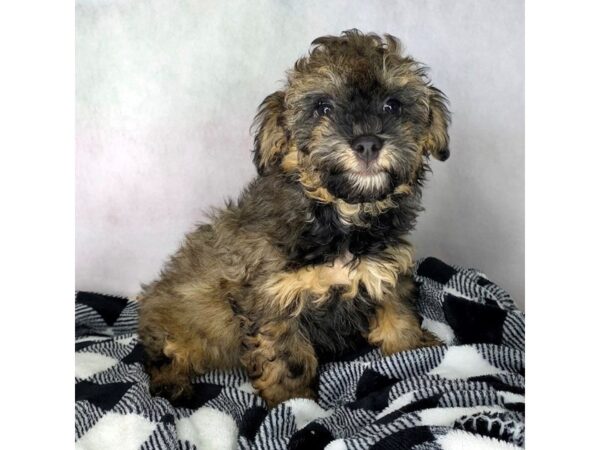 Havapoo-DOG-Male-Sable-1722-Petland Carmel, IN