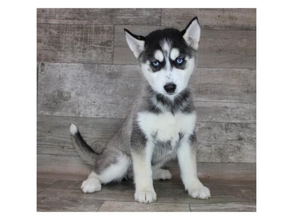 Siberian Husky DOG Female Black / White 1758 Petland Carmel, IN