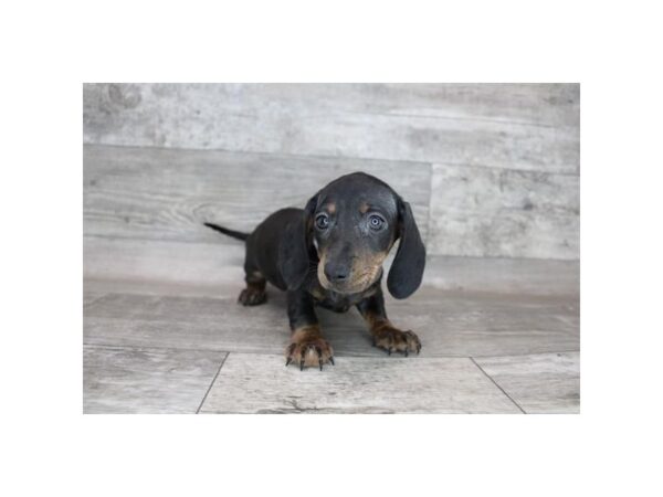 Dachshund DOG Female Black / Tan 1778 Petland Carmel, IN