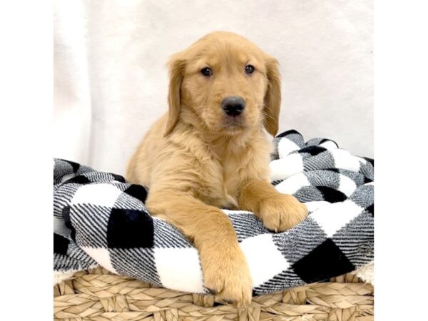 Golden Retriever DOG Male Golden 1808 Petland Carmel, IN