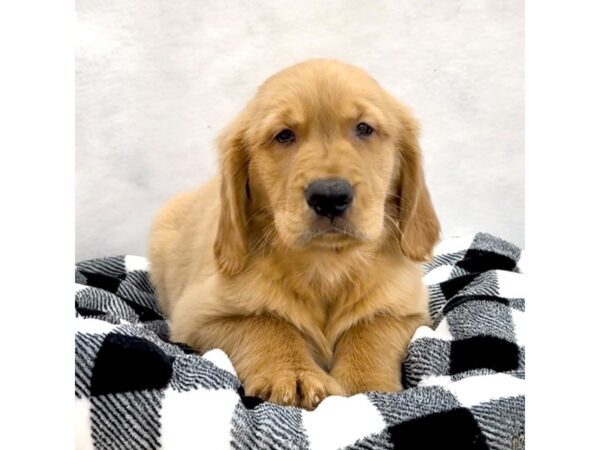 Golden Retriever DOG Female Golden 1807 Petland Carmel, IN