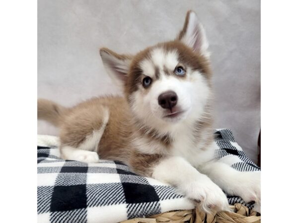 Siberian Husky DOG Male Red / White 1801 Petland Carmel, IN